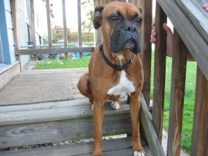 Then Chyna, at the age of 5, in April 2004.